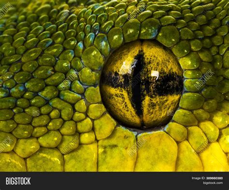 Python Eye に対する画像結果