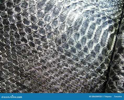 Gray Python Snake に対する画像結果