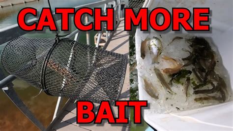 Image result for How to Use Minnows for Catfish Bait