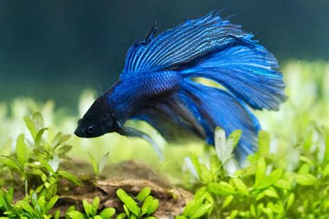 Betta Fish Tank Setup に対する画像結果