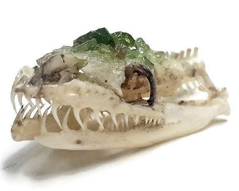 Image result for Ball Python Skull