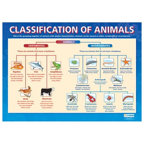 Image result for Classification Chart Yes No