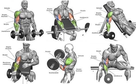 Image result for Bicep Workout Chart