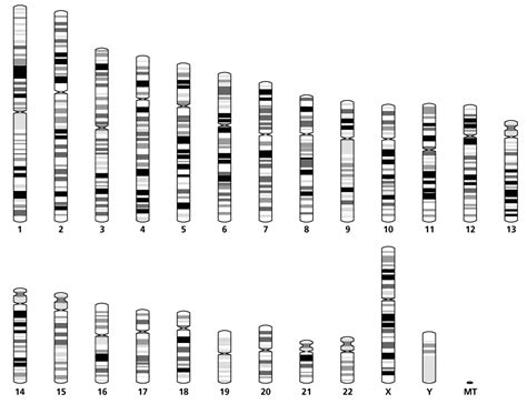 Afbeeldingsresultaten voor Karyotype vs Microarray
