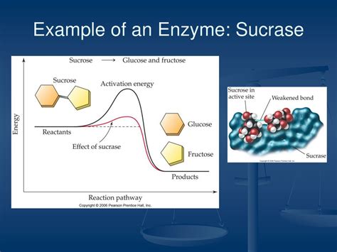 Afbeeldingsresultaten voor Sucrase Enzyme Structure