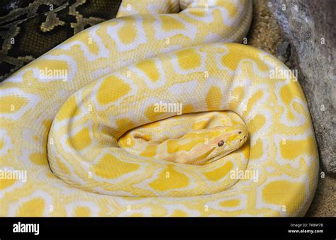 Image result for Python Yellow
