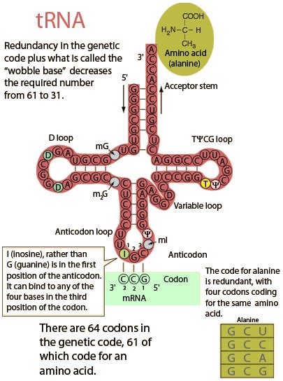 Image result for tRNA Codon