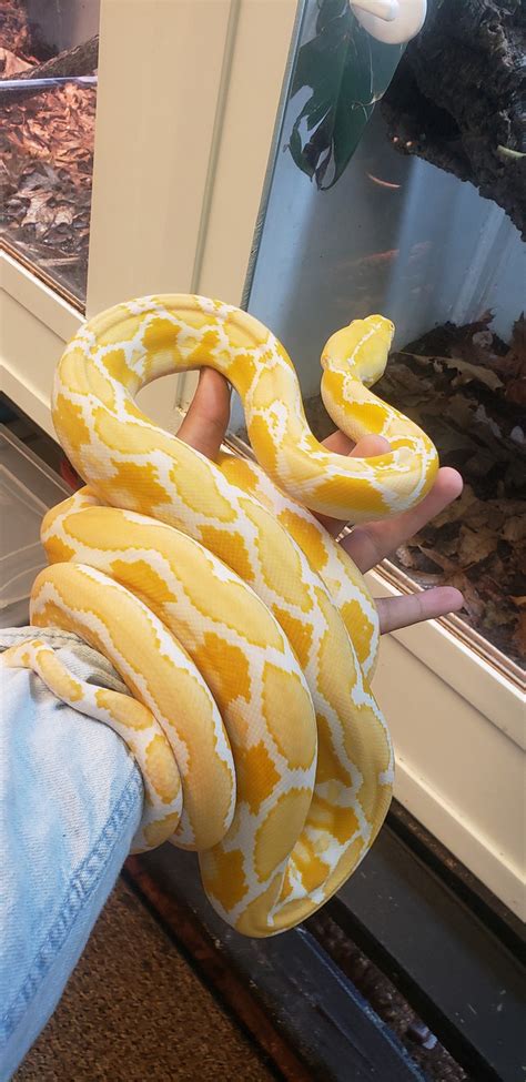 Afbeeldingsresultaten voor White Phase Reticulated Python