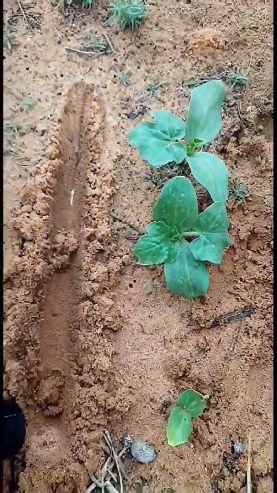 Fertilizing Watermelons に対する画像結果