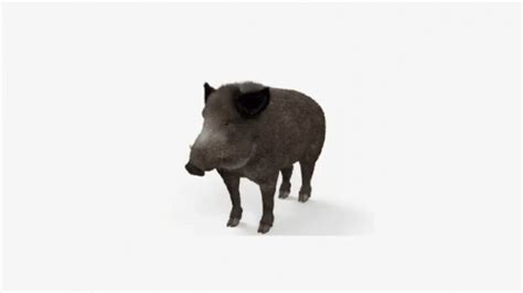 Image result for Exploding Boar GIF