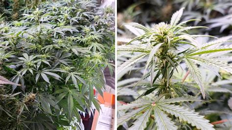 Image result for Autoflower Week One