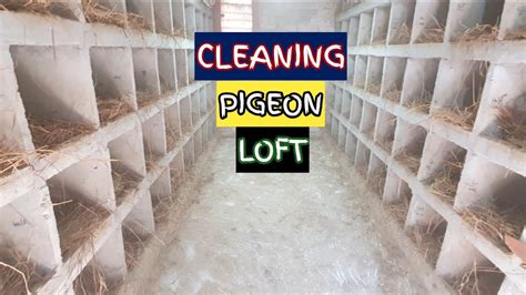Afbeeldingsresultaten voor Cleaning the Pigeon Loft