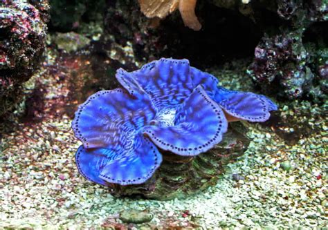 Image result for Reef Clams