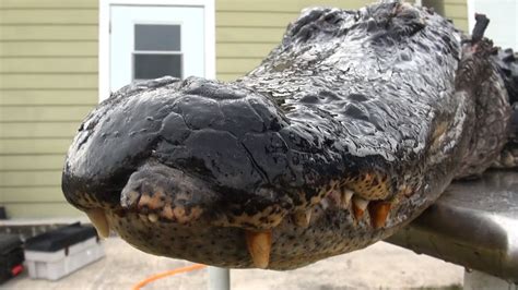 Afbeeldingsresultaten voor Alligator Catch Clean and Cook