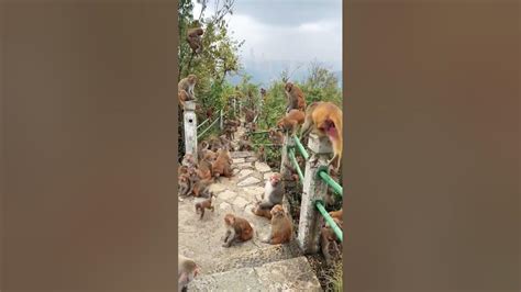 Toradh íomhá ar Jungle Village Monkeys