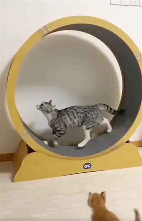 Image result for Loops in Python Programming