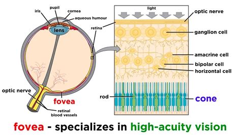Toradh íomhá ar Visual Cortex Max Olujobi