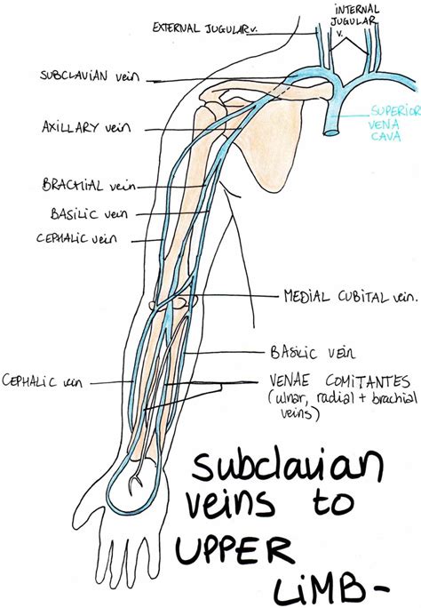 Upper Limb Dissection に対する画像結果