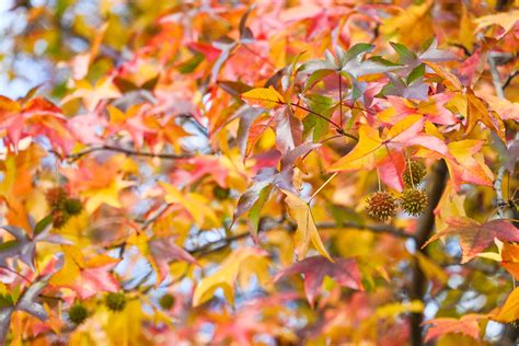 Image result for Trees with Beautiful Fall Color