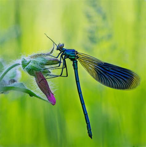 Insect Nature に対する画像結果