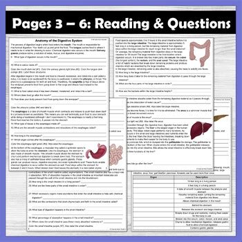 Image result for Science From Scratch the Digestive System Answer Key