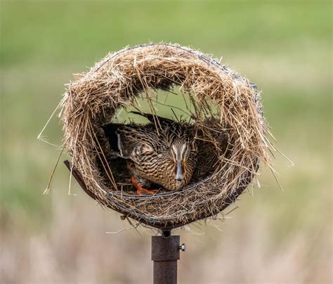 Image result for Nesting Structure