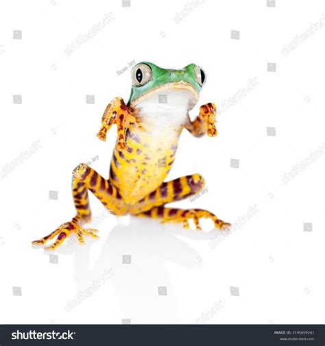 Frog Front View Vectpr に対する画像結果