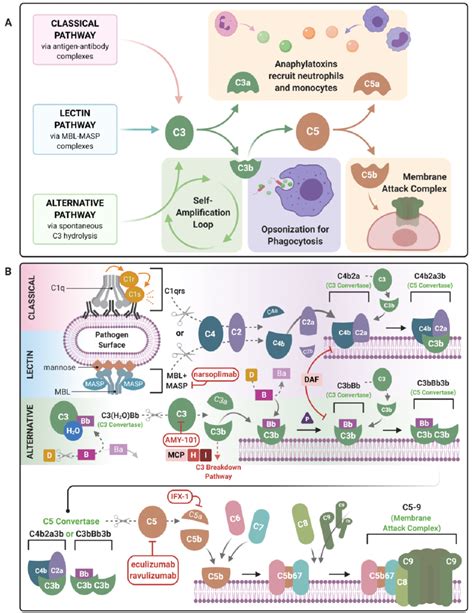 Image result for Phagocytic Process Alternative Complement Cascade