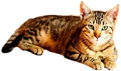 Cat Village Game に対する画像結果