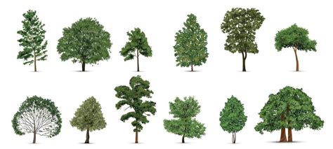 Realistic Tree Vector に対する画像結果