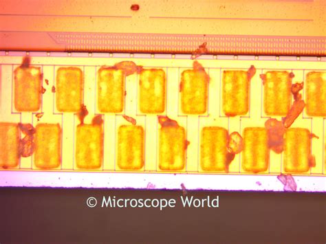 Image result for 5MP Microscope Camera Image Cells