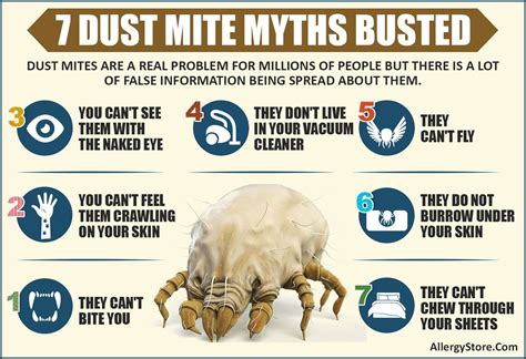 Image result for How to Check for Dust Mites