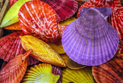 Image result for Shell Color