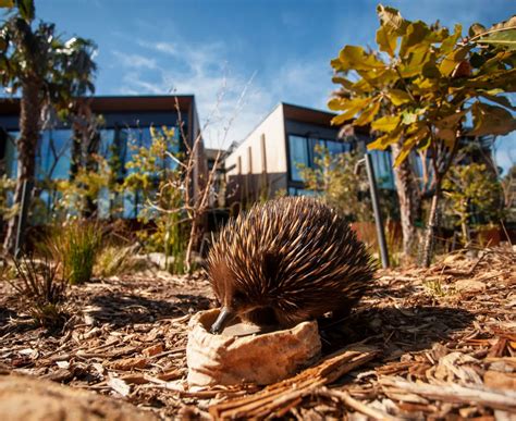 Image result for Zoo Elephant Trumpet