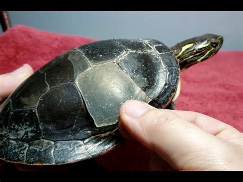 Afbeeldingsresultaten voor Turtle Shell Removed