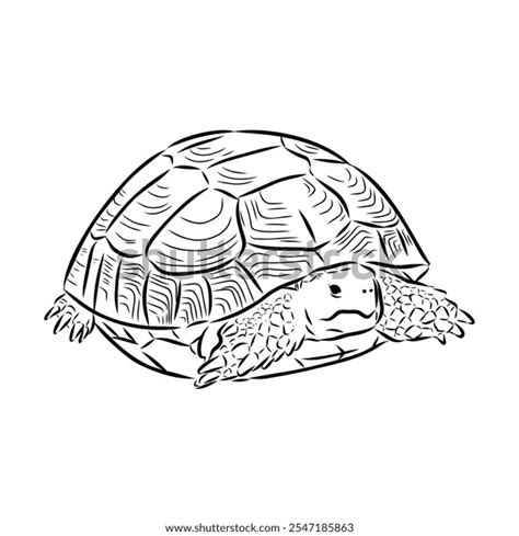 Turtle Flipper Outlines に対する画像結果