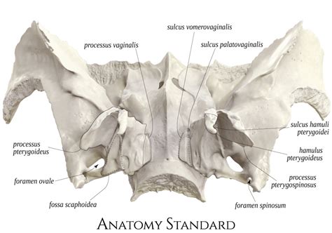 Toradh íomhá ar Sphenoid Bone in Skull