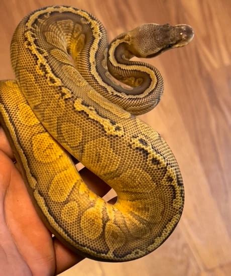 Image result for Sunset Looking Ball Python