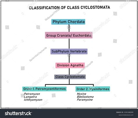 Image result for Order of Classification Flow Chart
