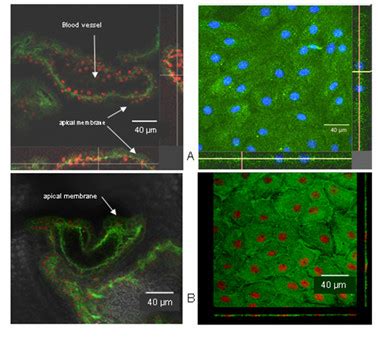 Toradh íomhá ar Immunostaining Intact Cells