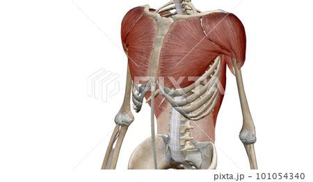 Chest and Sholders に対する画像結果