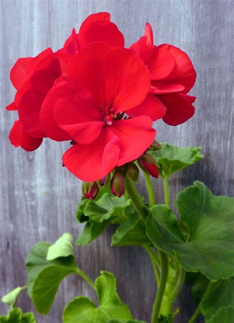 Image result for Geranium Best Red