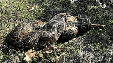 Image result for Python with Deer Inside