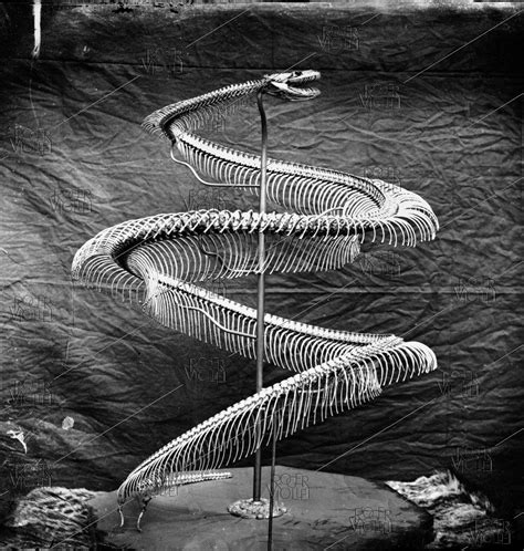 Image result for Skeleton of Python De Seba