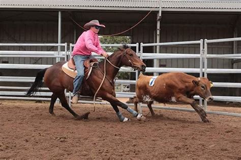 Image result for Horseback Sorting Cattle