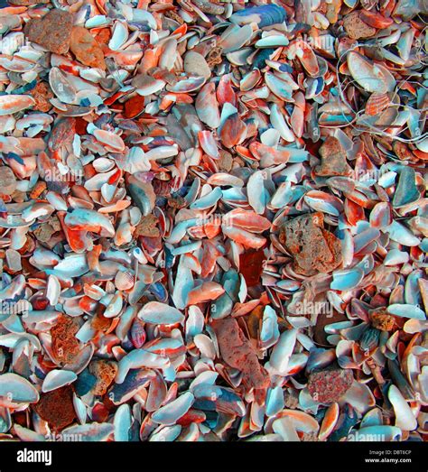 Toradh íomhá ar Large Sea Shells
