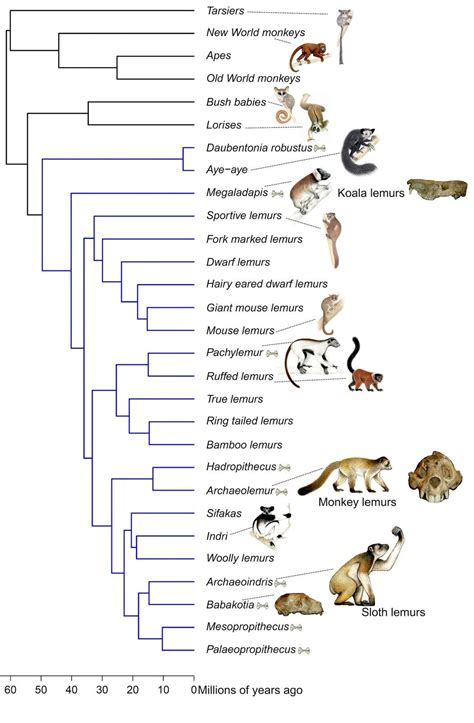 Image result for Evolutionary Tree