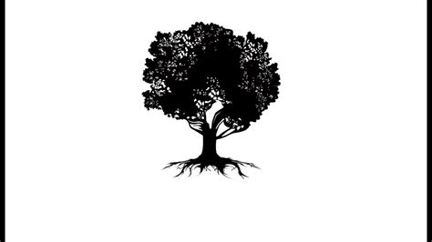 Image result for Magnolia Tree Root System