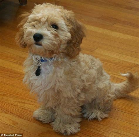 cavapoo size chart に対する画像結果