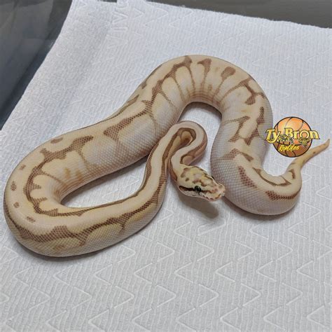 Image result for Fire Spider Ball Python
